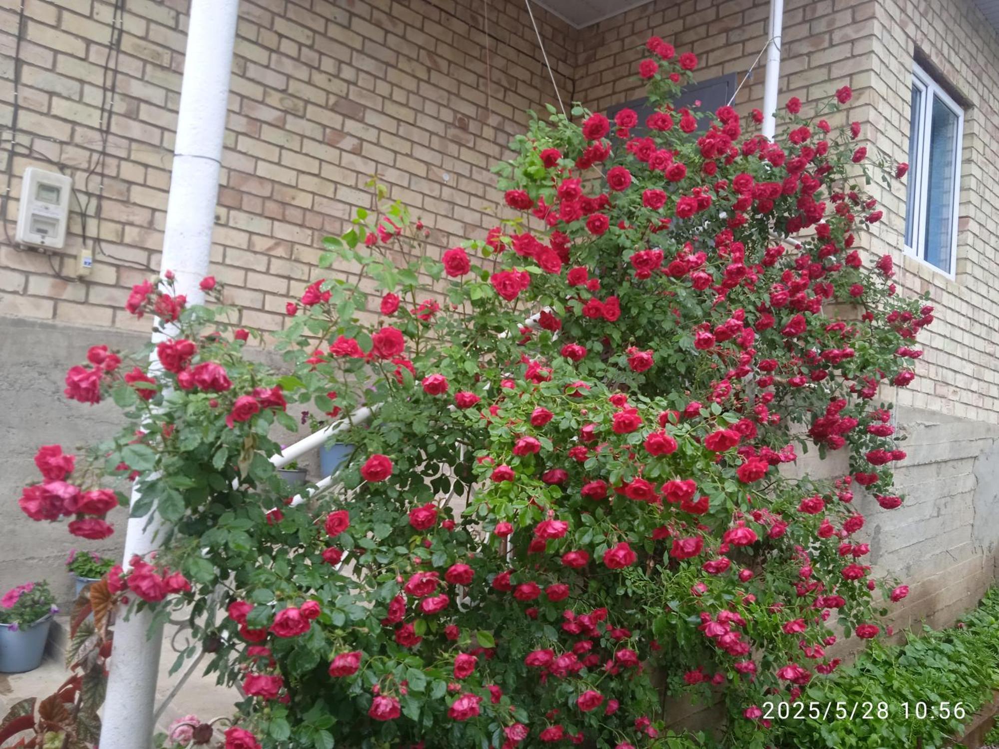 Guest House Kyzyl Alma Arkit Exterior foto